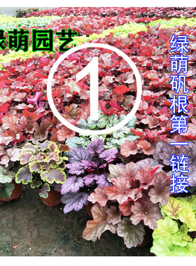 矾根绿植盆栽组合花卉大苗花园庭院室内超耐寒多年生四季观叶植物