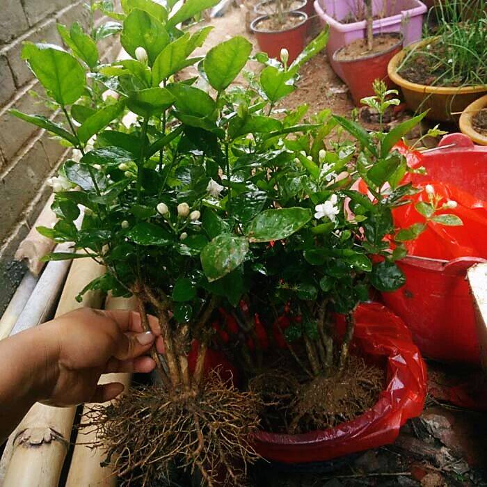 广西横县茉莉花盆栽室内花卉观花植物四季好养带花苞绿植
