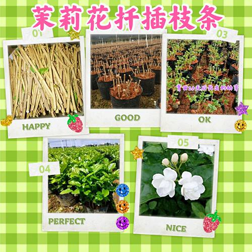 广西横县双瓣茉莉花扦插枝条批量花卉绿植盆景盆栽