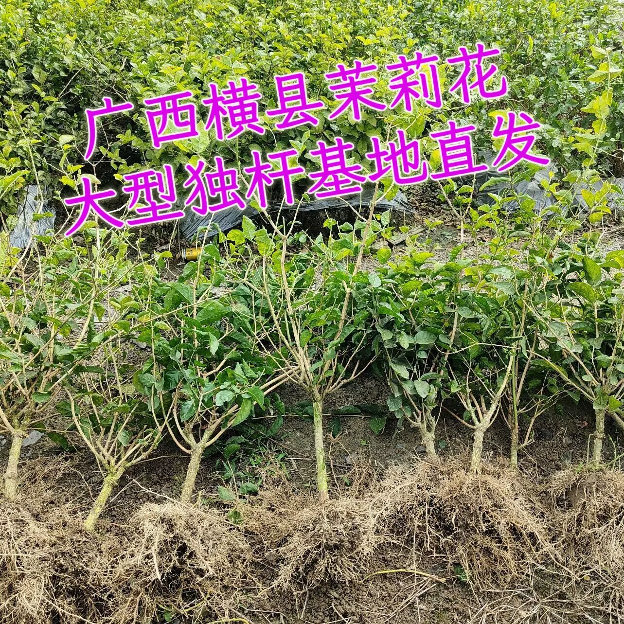 广西横州重瓣白色茉莉花阳台绿植