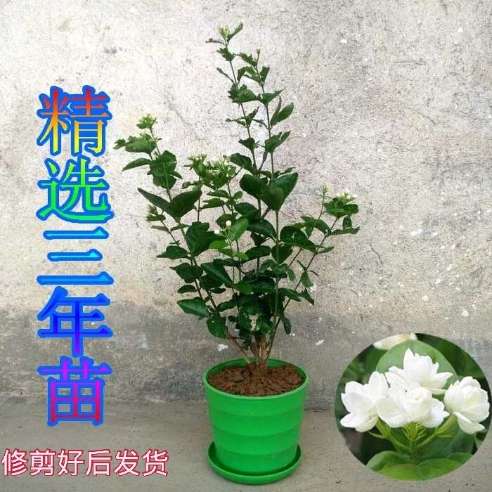 茉莉花苗盆栽带花苞独杆老桩驱蚊花卉植物室外盆景广西横县浓芳香