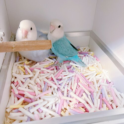 8玖-鹦鹉繁殖箱仓鼠彩虹纸粒除臭无尘垫料吸水造景用品金丝熊纸棉