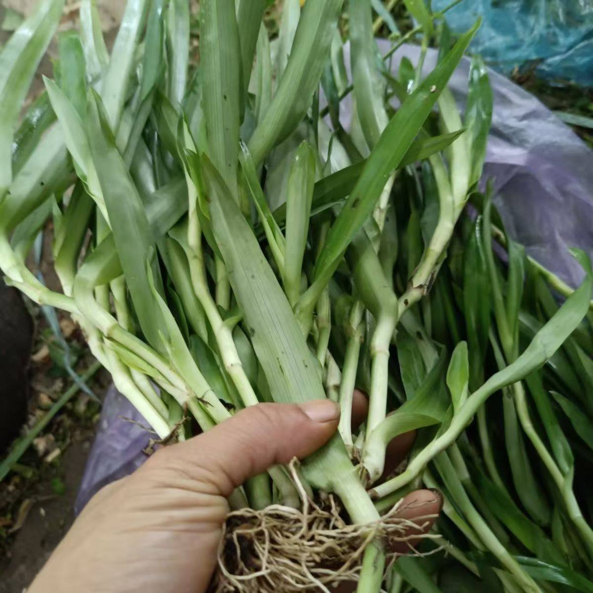 痰火草围夹草化核草狮子草猫爪草新鲜现采现发大苞水竹叶潮汕白兰