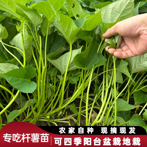 专吃杆子红薯叶新鲜四季薯叶食杆型红薯苗阳台小院红薯叶易活
