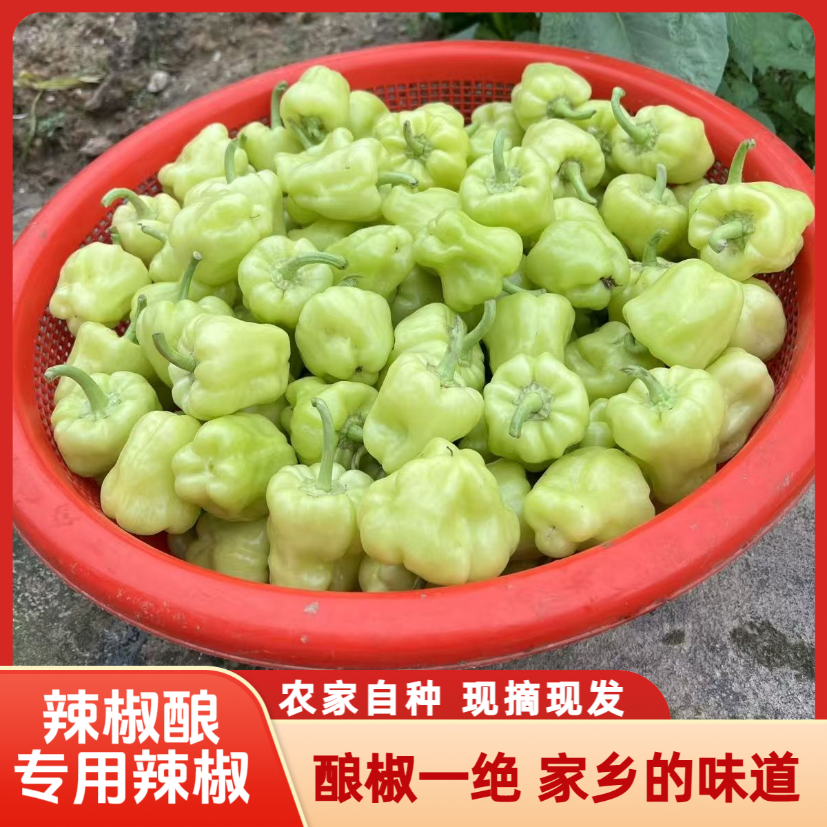 广西桂林特产农家蔬菜新鲜灯笼椒白玉辣椒酿白辣椒灯笼椒1斤包邮