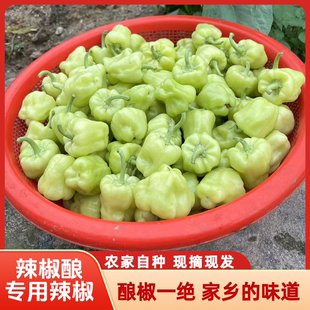 广西桂林特产农家蔬菜新鲜灯笼椒白玉辣椒酿白辣椒灯笼椒1斤包邮
