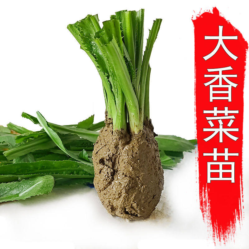 大叶芫荽苗番鬼芫茜现挖带根大香菜苗假芫荽广东刺芫荽傣味野刺芹