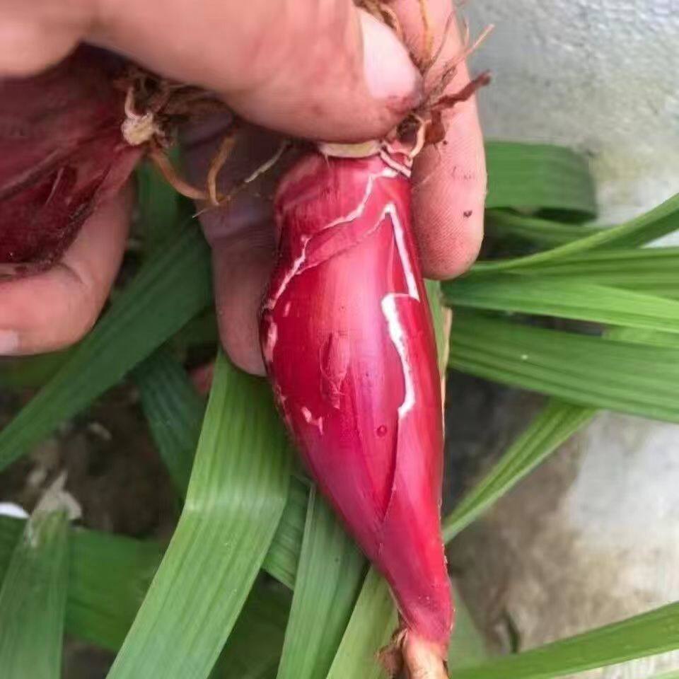 两广野生红葱头珠葱红百合红蒜红血葱百步还阳草红根水仙煲汤乌葱