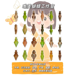 网红蝴蝶蛹真蝴蝶蛹羽化工具儿童蝴蝶科普多品种蝴蝶羽化蝴蝶宠物