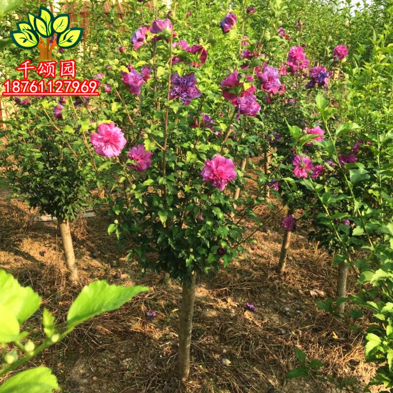 庭院木槿花树苗重瓣食用阳台盆栽当年开花南北方种植工程绿化苗木