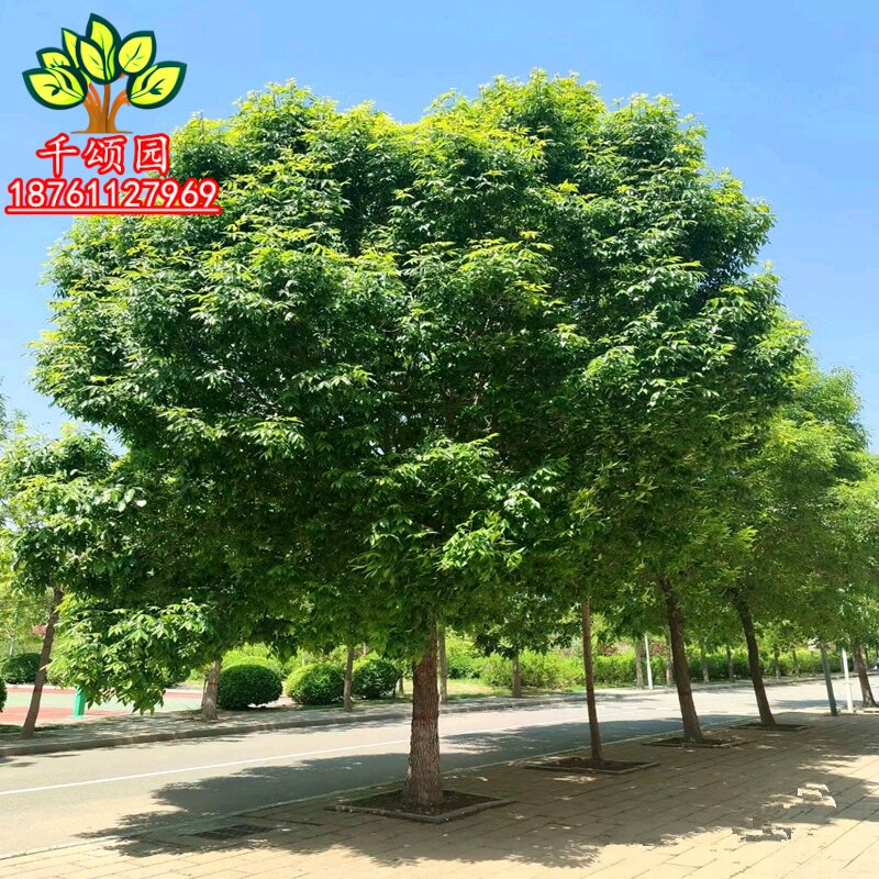大叶女贞树苗大树高杆大叶女贞小苗庭院绿化南北方种植四季常青
