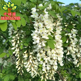 洋槐树苗 洋槐花树 刺槐树槐树苗槐花树苗槐树花苗可以食用
