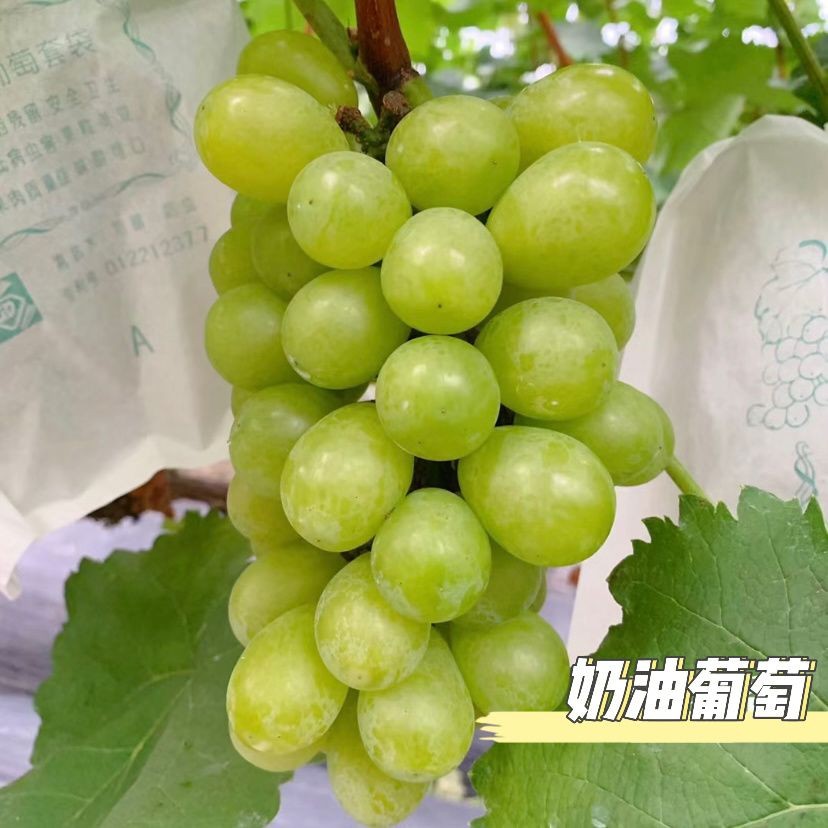 马陆葡萄奶油葡萄玫瑰香夏黑巨峰葡萄/提子