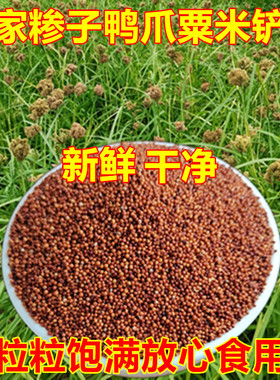 农家鸭爪粟新鲜糁子五谷杂粮铲子米鸡爪谷拳头粟红黄粟米鸭脚粟米