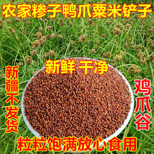 农家鸭爪粟新鲜糁子五谷杂粮铲子米鸡爪谷拳头粟红黄粟米鸭脚粟米