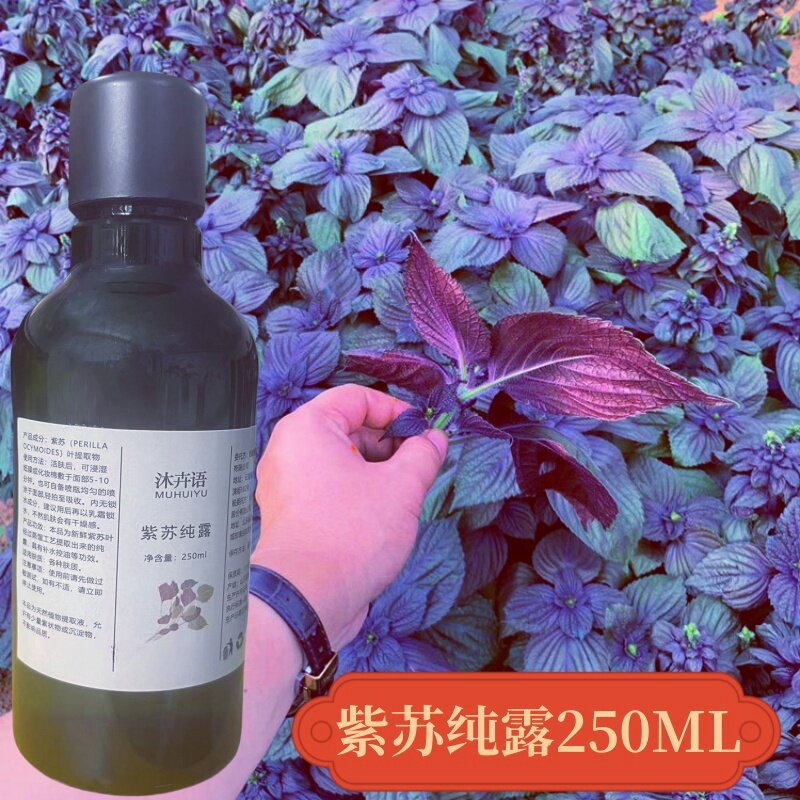 高浓紫苏纯露250ML闭口粉刺皮肤粗糙毛孔粗大问题净hua化排pai du