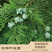 侧柏叶纯露500ML 控油调水油滋养头发搭配小黄姜纯露何首乌纯露