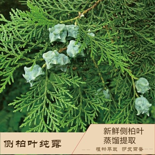 侧柏叶纯露500ML 控油调水油滋养头发搭配小黄姜纯露何首乌纯露