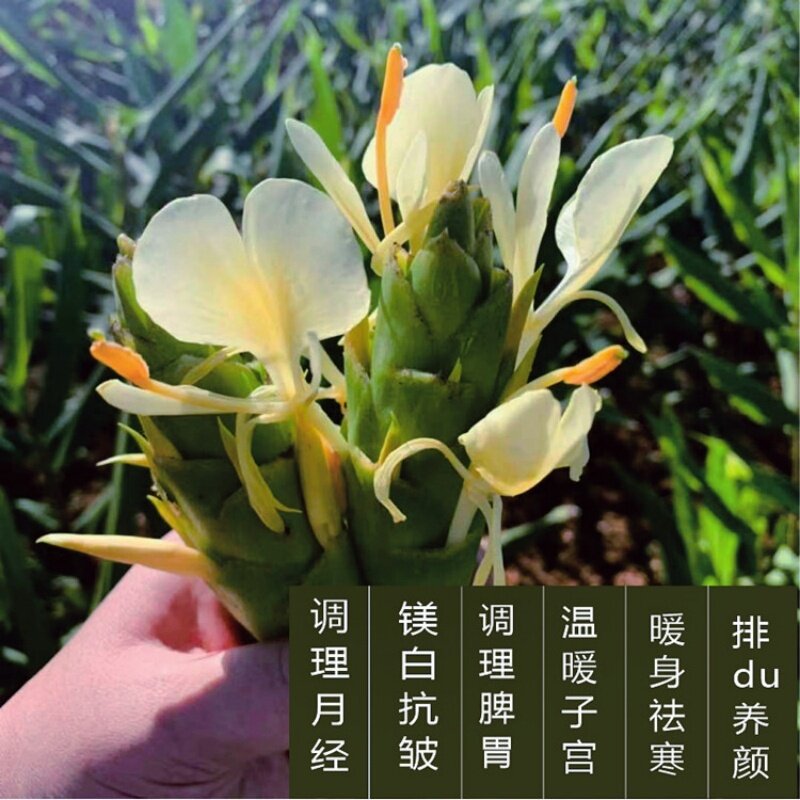 野姜花纯露500ML高品质基然shi寒雪块tong经手脚 冰凉要试试噢