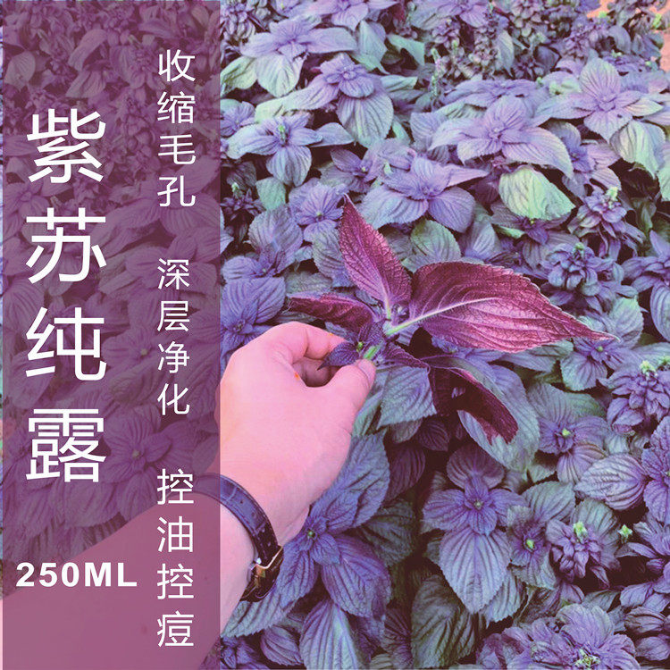 高浓紫苏纯露250ml闭口粉刺皮肤粗糙毛孔粗大问题净hua化排pai 毒