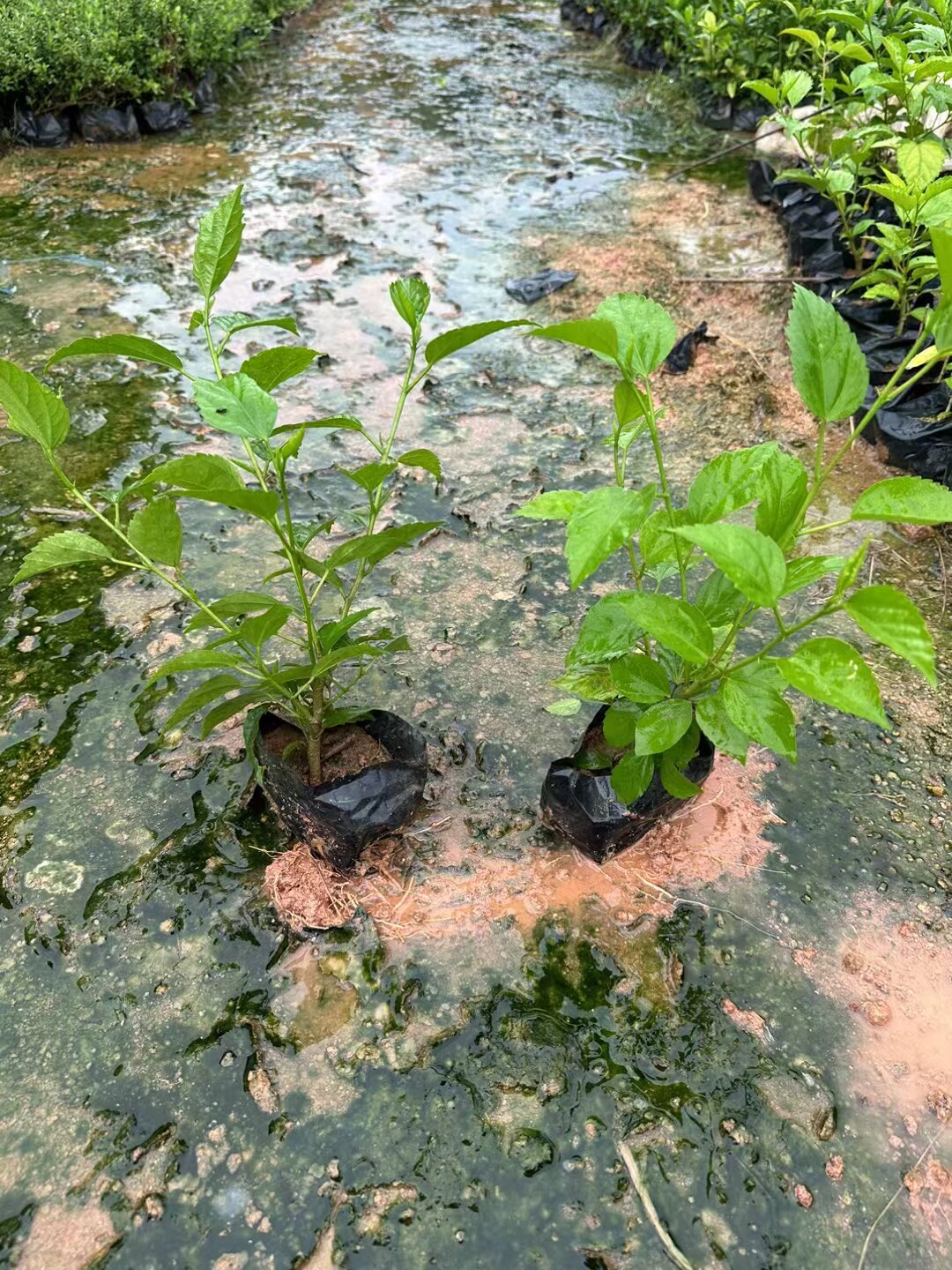 扶桑，灌木 园林绿化苗木 花卉