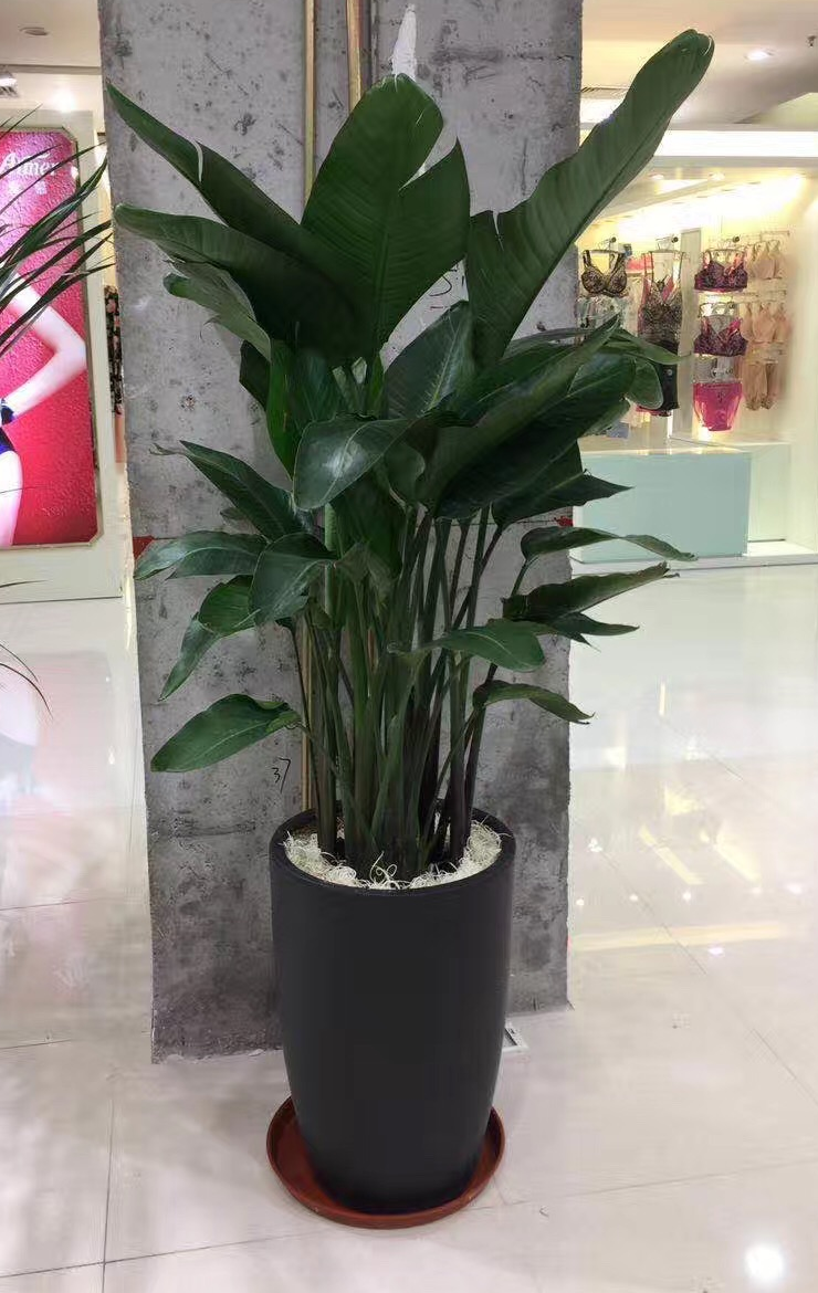天堂鸟  福州花卉租摆 福州百大型绿植/成品组合盆