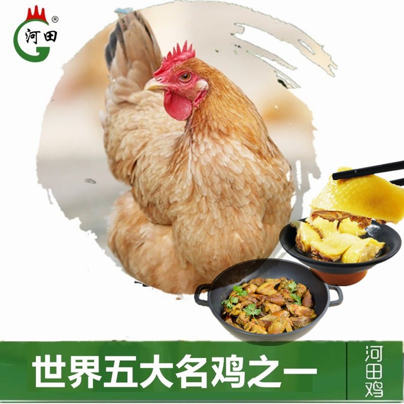 河田牌正宗长汀河田鸡农家散养土鸡飞鸡鲜鸡香煎鸡 盐酒鸡组合装