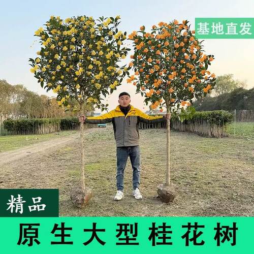 桂花树苗四季桂盆栽耐寒植物花卉