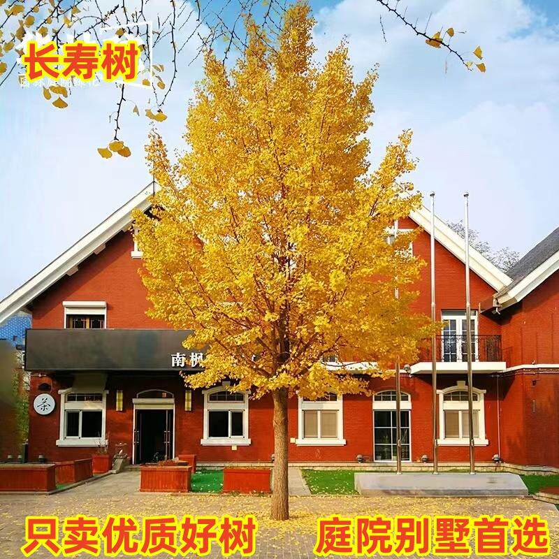 银杏树活苗庭院老桩街道大树绿化苗木行道树金叶银杏树南北方种植