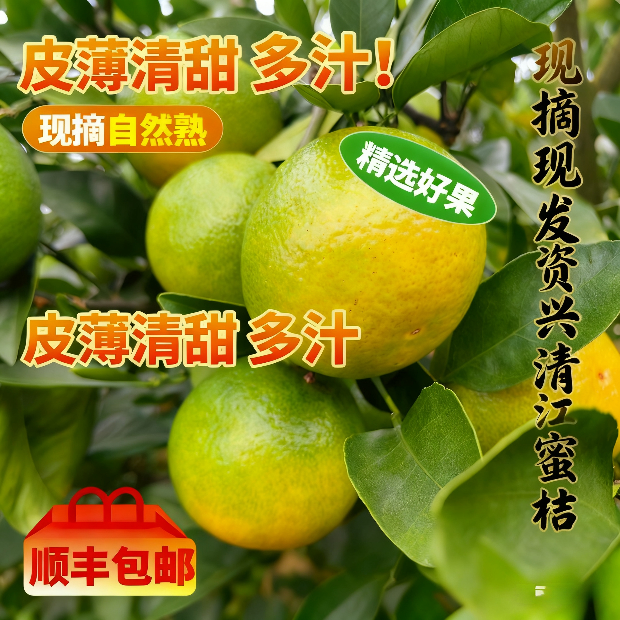 顺丰东江湖蜜桔清江桔子高山有机肥湖边化渣蜜橘孕妇水果产地直发