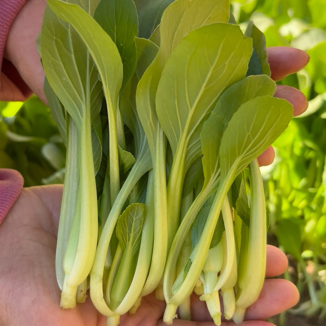 鸡毛菜 小油菜 小青菜种子 耐热耐寒 家庭菜园四季播收获快