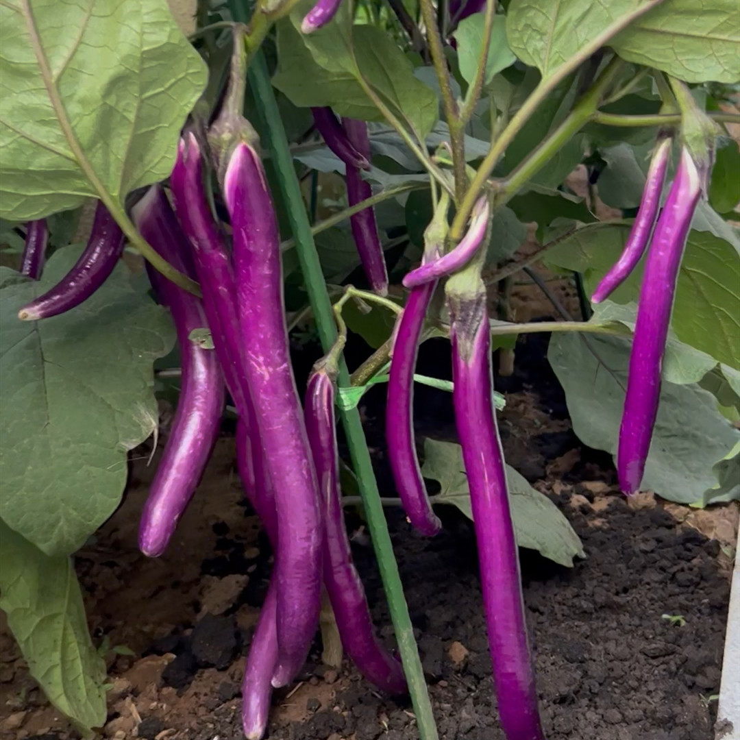 紫红长茄种子杭茄 线茄紫长茄子种子 早熟果实细长蔬菜种子阳台