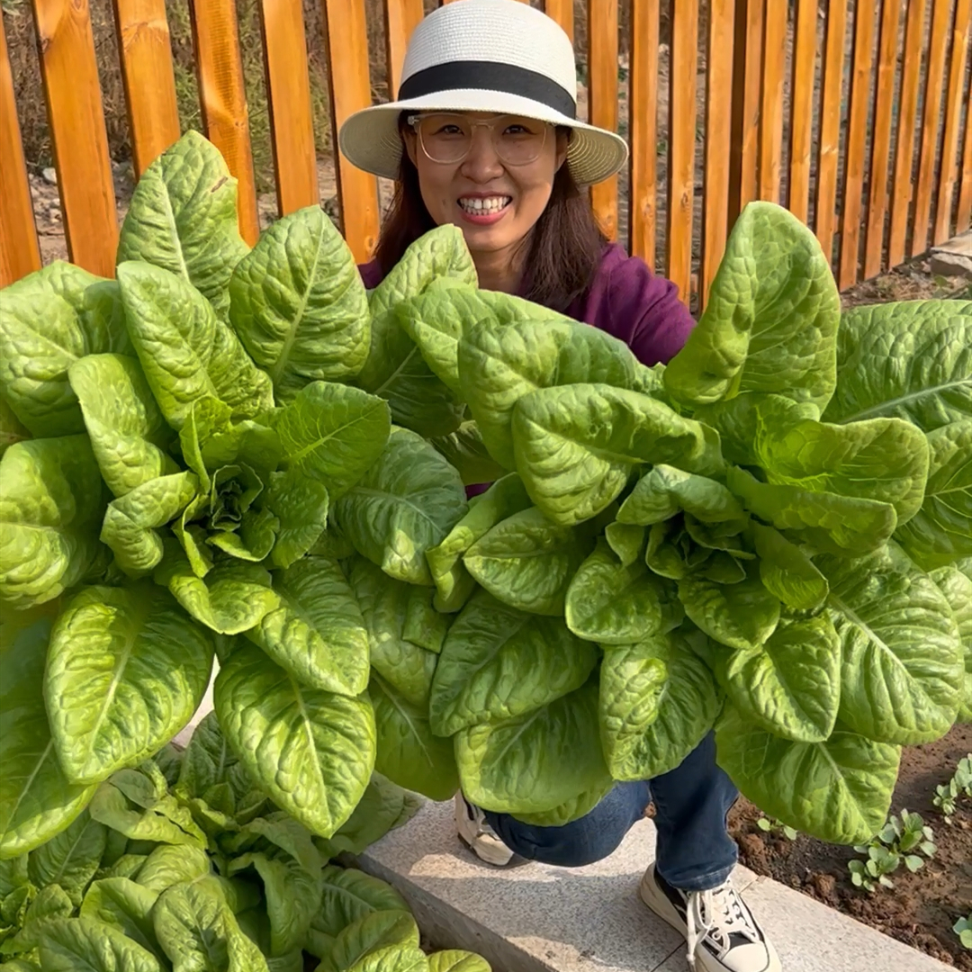 汉斯沙拉菜种子 生菜 寿司菜 口感好个头大四季易种植耐热耐寒 包 鲜花速递/花卉仿真/绿植园艺 家庭园艺种子 原图主图