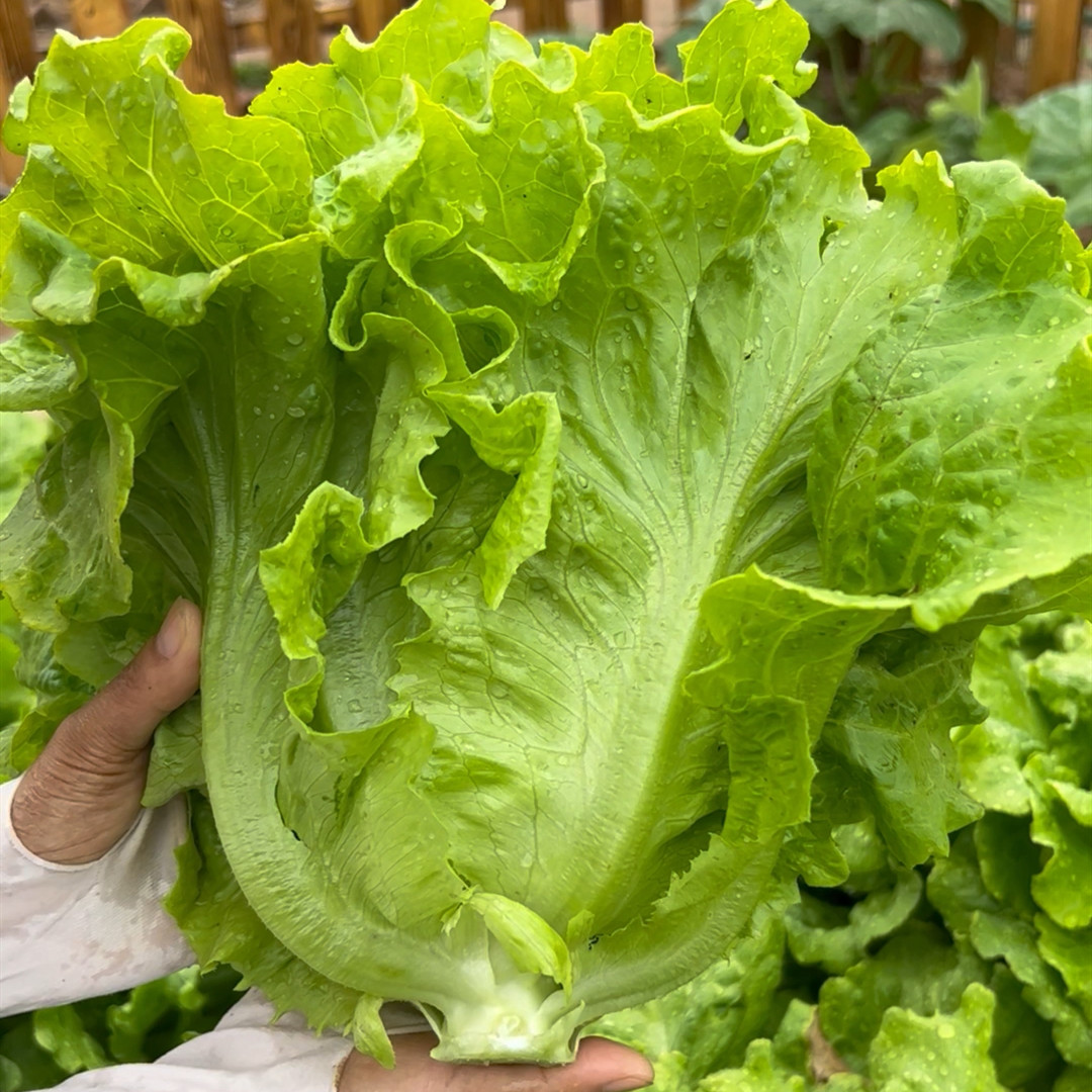 意大利生菜种子 四季种生菜种子 叶片薄脆甜 家庭种菜 盆栽蔬菜