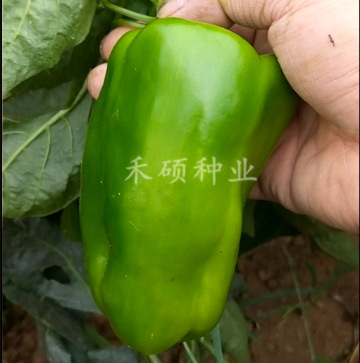 青甜椒种子 菜椒种子青椒种子 果肉厚 味甜脆 高产 鲜食椒