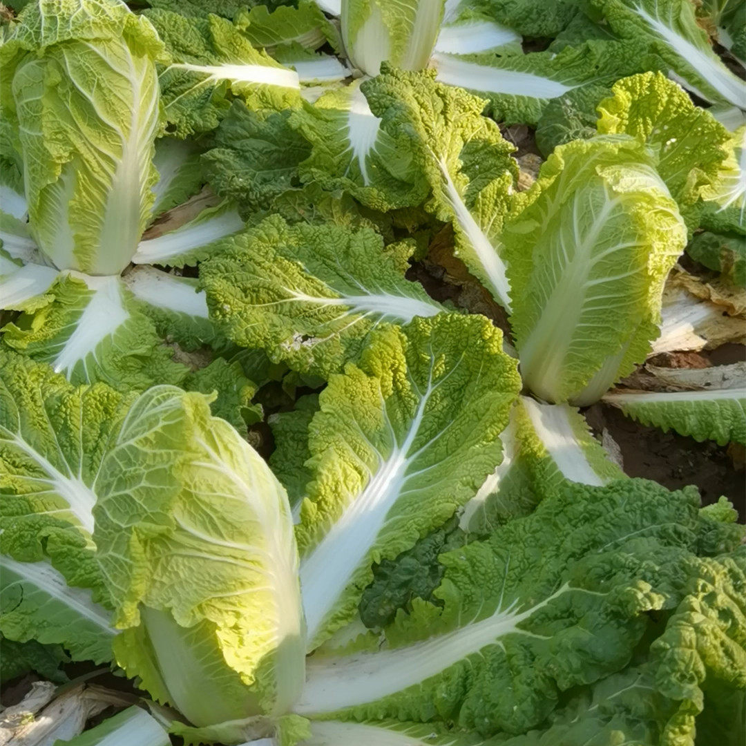 金鲜春秋白菜种子 春秋两用白菜 黄心白菜家庭菜园蔬菜种子