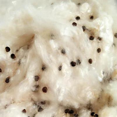 优质纯天然带籽木棉花枕芯材料