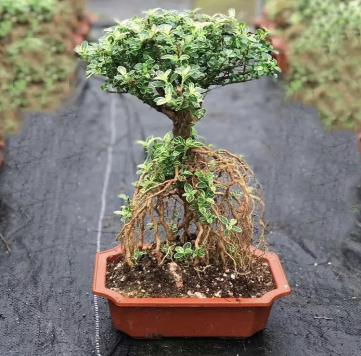 提根造型六月雪盆景小盆栽微型造型实物禅意小美庭院四季常青绿植