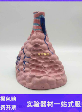 J3306肺泡放大模型肺的组织结构初中生物人体解剖教学实验仪器材