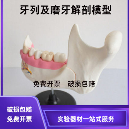 33221牙列及磨齿解剖模型初中生物实验器材教学仪器