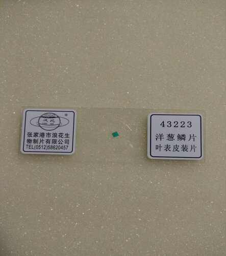 43223洋葱鳞片叶表皮装片生物切片张家港浪花生物教学实验器材