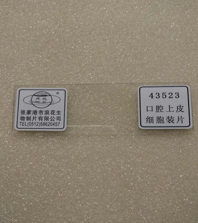 43523口腔上皮细胞装片 生物切片 张家港浪花牌 装片涂片教学仪器
