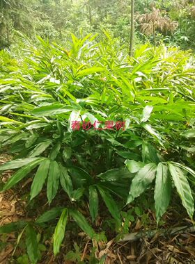 春砂仁果树种苗50颗高层树苗