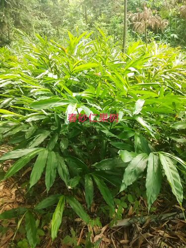 春砂仁果树种苗50颗高层树苗