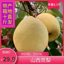 山西酥梨贡梨梨子带箱十斤新鲜当季 水果整箱 文水万亩梨园 包邮 应季