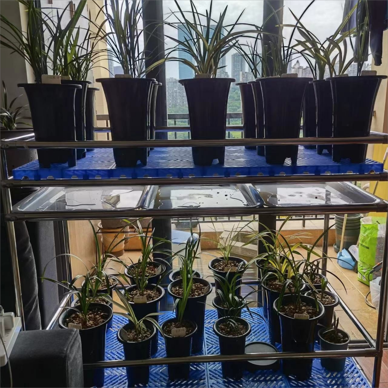 304不锈钢兰花架君子兰专用架两层可移动花架兰架可定做送轮子