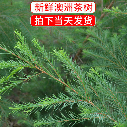 新鲜澳洲茶树枝条 纯露酵素原料 互叶白千层树枝叶子 3斤包邮
