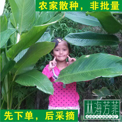 广西粽叶肉粽叶正宗冬叶野生农家新鲜粽叶裹蒸柊叶大张送水草包邮