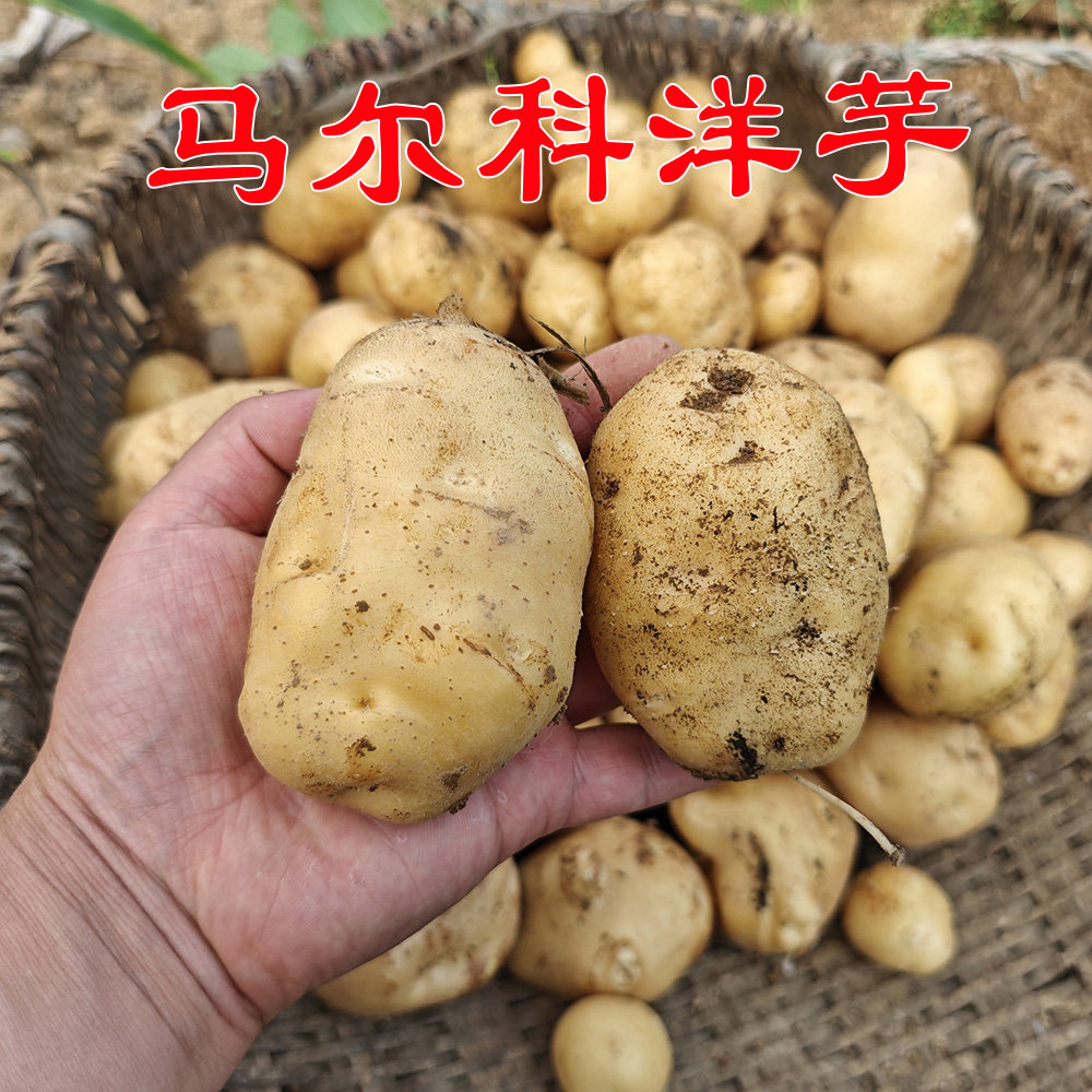 巫溪洋芋地标产品老品种马尔科生态种值土豆中通包邮面洋芋