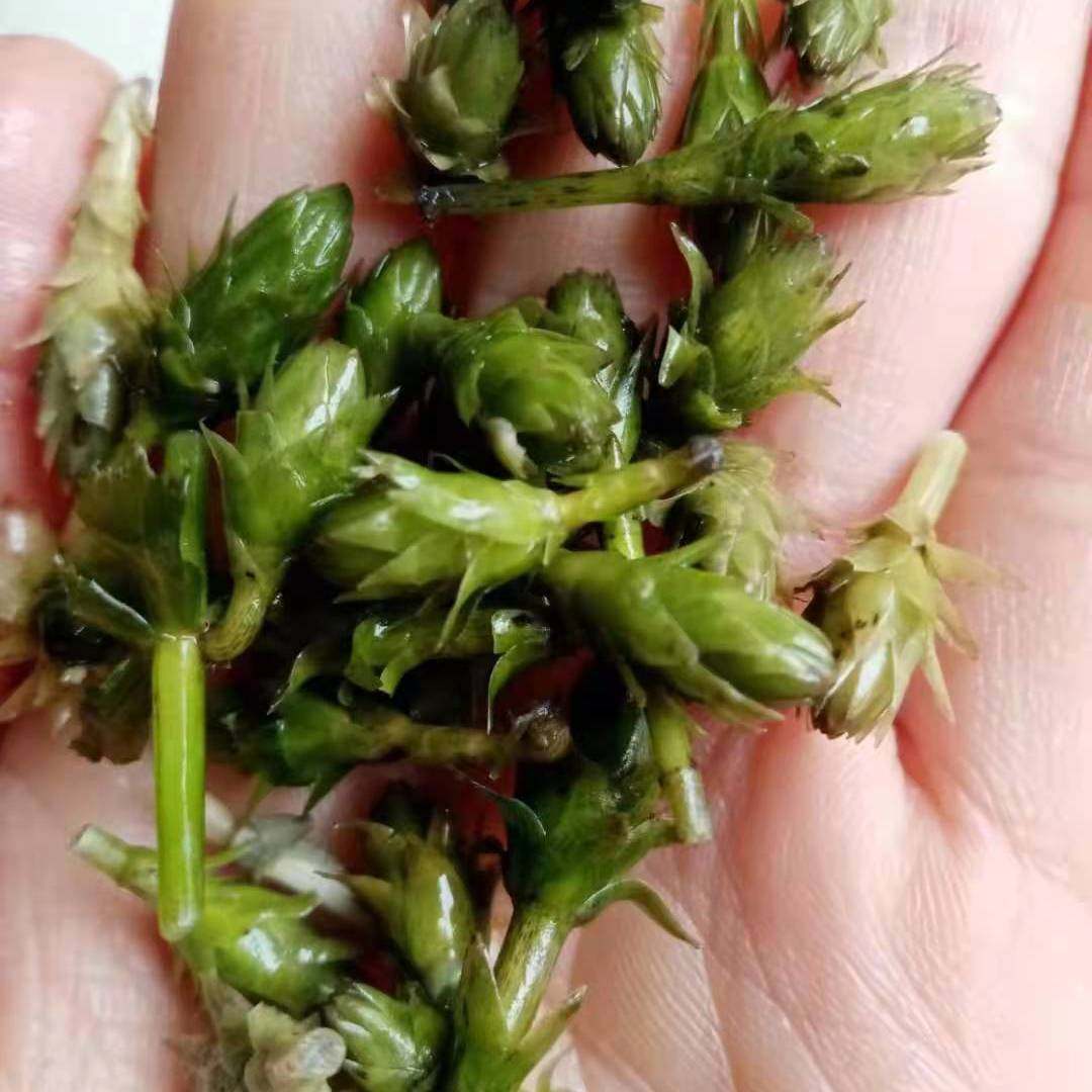 轮叶黑藻芽孢芽苗草籽水草节节草耐高温淡水灯笼泡小龙虾螃蟹养殖